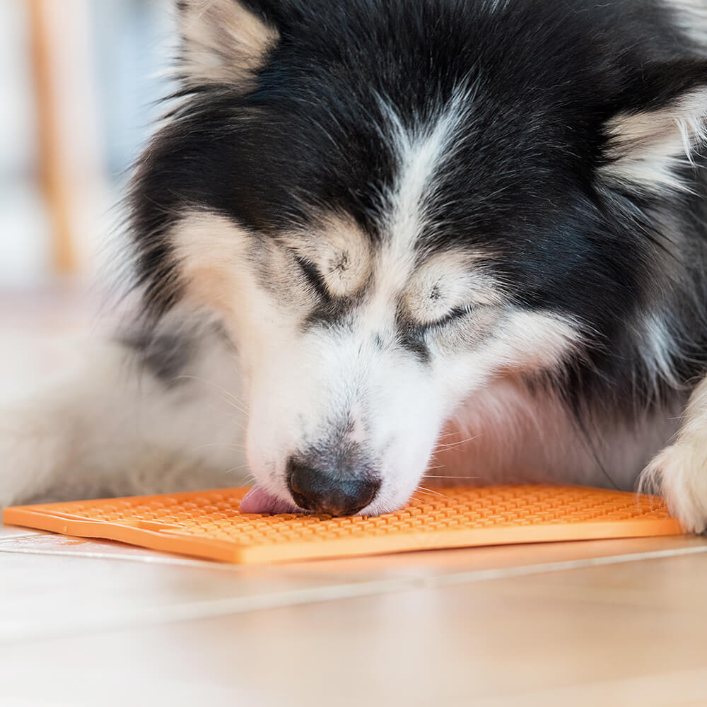 LickiMat Buddy X Large Breed Dog Lick Mat Orange – Sato Orgullo Patrio